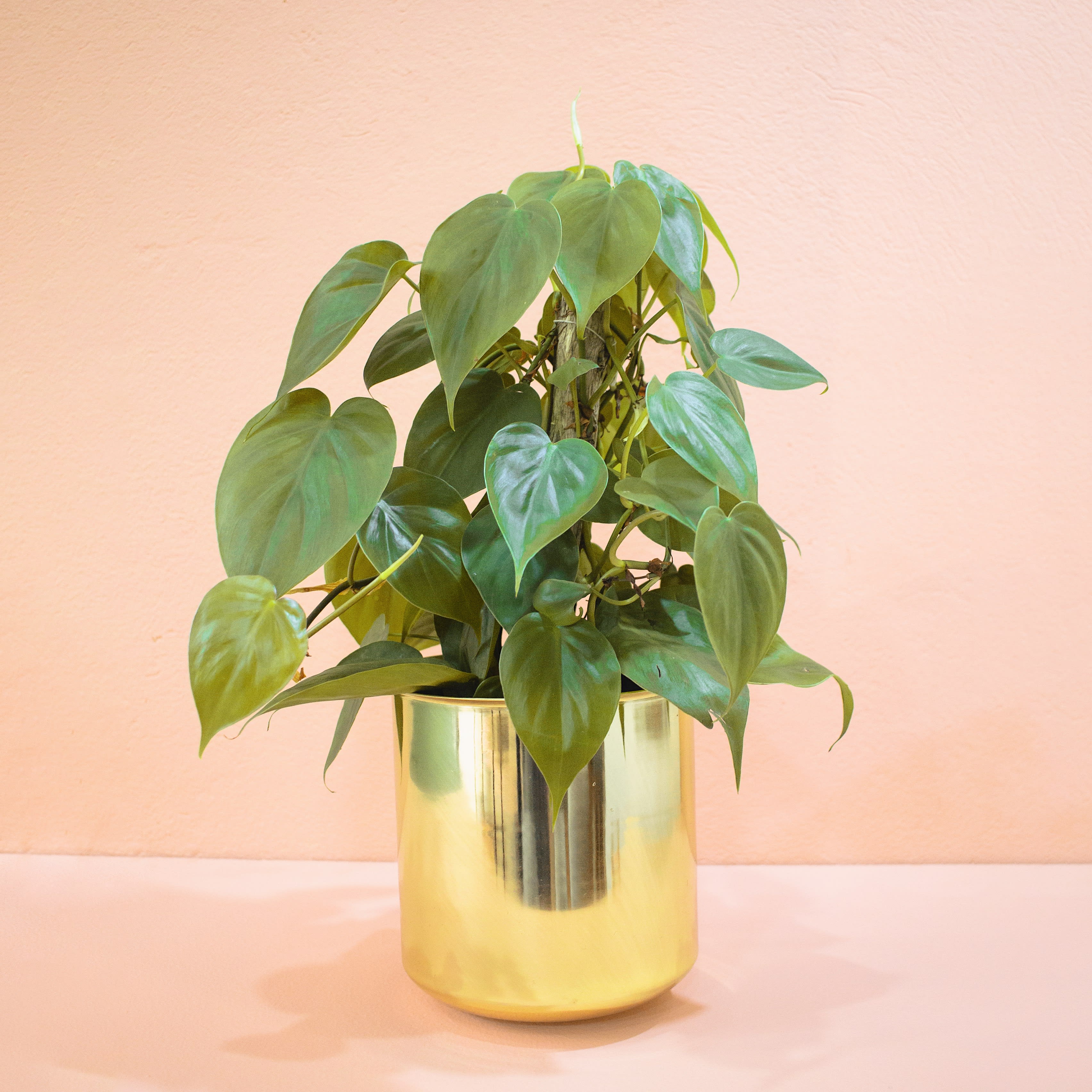 Matera Cilíndrica dorada